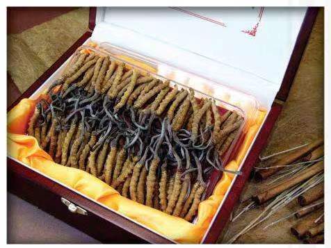 永济冬虫夏草回收